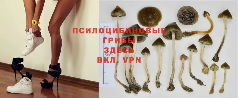 закладки  Лысково  Галлюциногенные грибы Psilocybe 